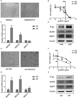 MicroRNA-298 Reverses Multidrug Resistance to Antiepileptic Drugs by Suppressing MDR1/P-gp Expression in vitro